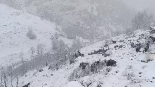 Muş’un yüksek rakımlı köylerde kar etkili oldu, besiciler zor anlar yaşadı