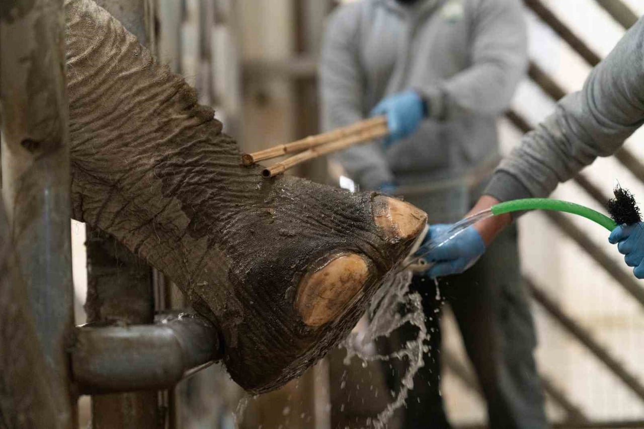 NESLİ TÜKENME TEHDİDİ ALTINDAKİ BİRÇOK CANLI TÜRÜNE EV SAHİPLİĞİ YAPAN İZMİR DOĞAL YAŞAM PARKI'NDA...