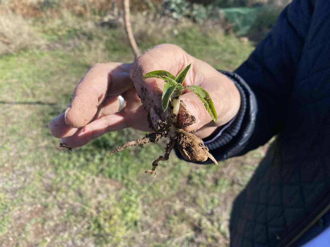 NESLİ TÜKENME TEHLİKESİ ALTINDA OLAN SALEP ESKİŞEHİR'DE YENİDEN HAYAT BULUYOR