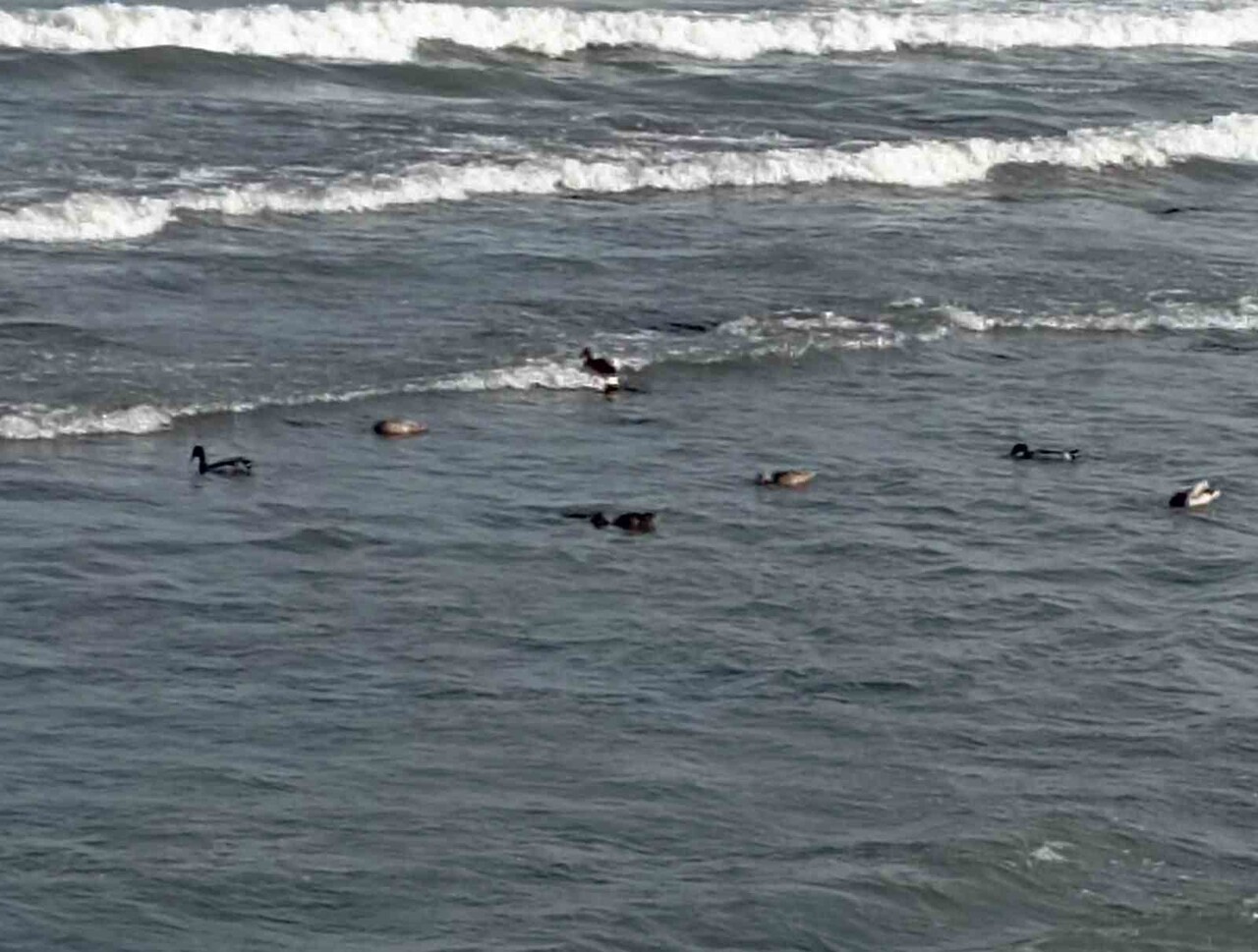 ORDU'NUN ÜNYE İLÇESİNDE MEVSİM NORMALLERİNDE SEYREDEN HAVA SICAKLIKLARININ YAŞANDIĞI GÜNLERDE...