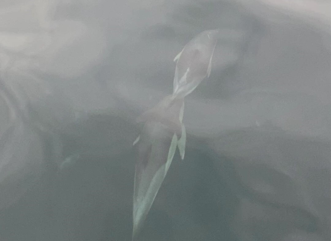 ORDU’NUN ÜNYE İLÇESİNDE DENİZE AÇILAN BALIKÇI TEKNESİNE EŞLİK EDEN YUNUSLAR, ADETA GÖRSEL ŞÖLEN...