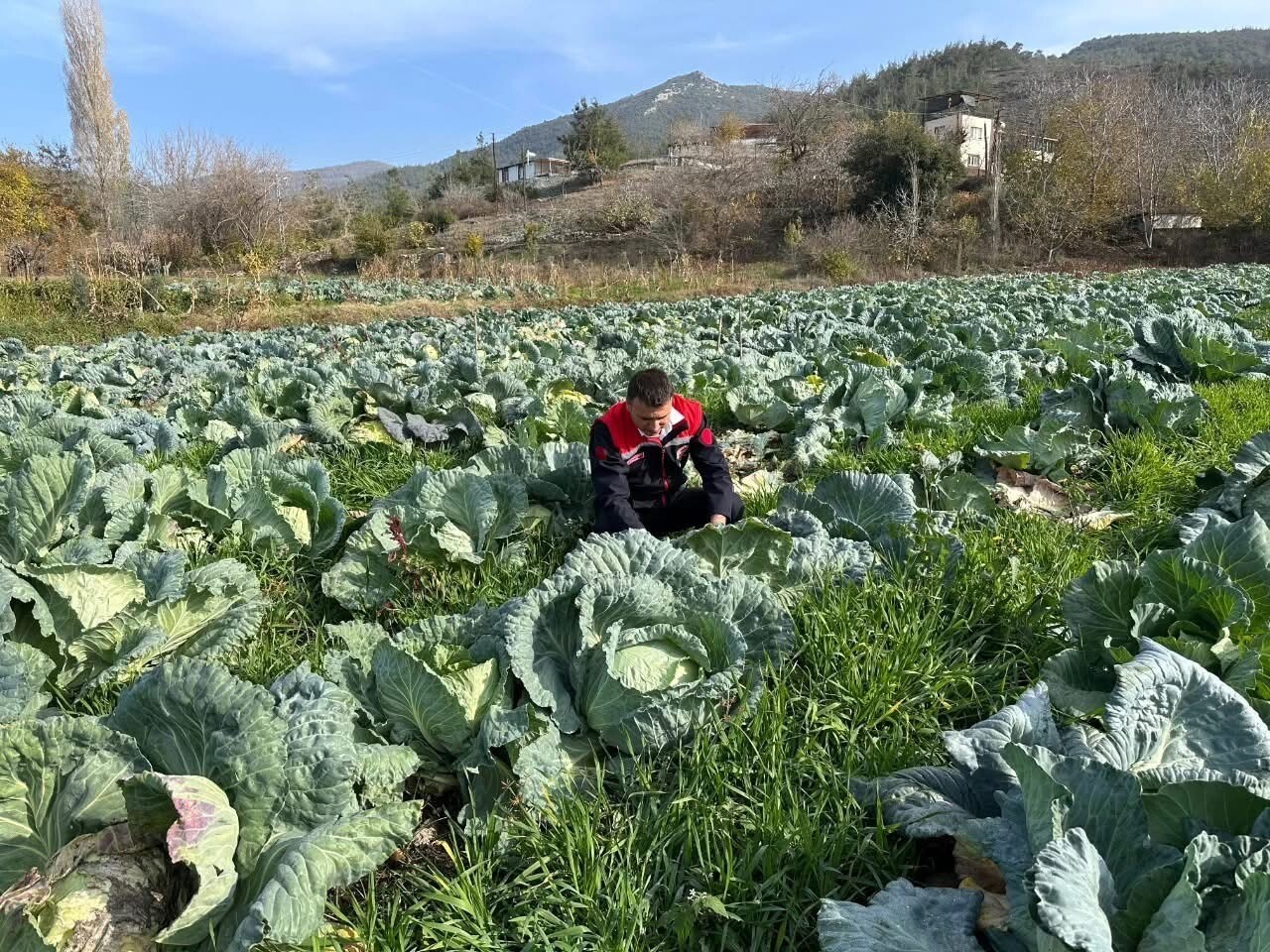 OSMANİYE'NİN HASANBEYLİ İLÇESİNDE YERLİ ÇEŞİT ATA TOHUMU LAHANALARIN HASADI...