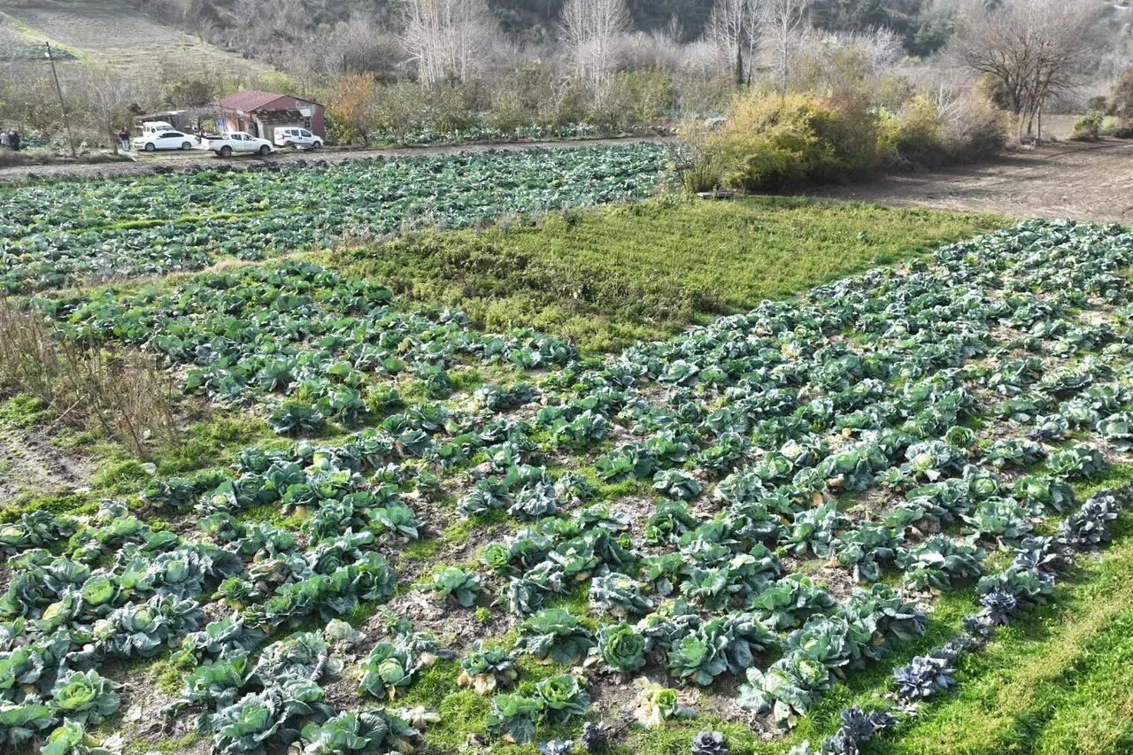 OSMANİYE'NİN HASANBEYLİ İLÇESİNDE YERLİ ÇEŞİT ATA TOHUMU LAHANALARIN HASADI...