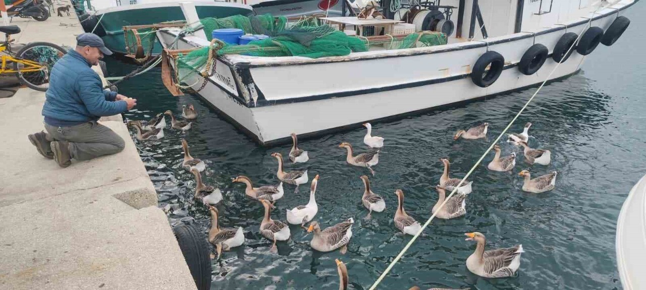 "VAKVAKLAR" ADI VERİLEN KAZLAR, BALIKÇILAR VE ÇEVRE ESNAFI TARAFINDAN SAHİPLENİLEREK İLÇENİN...