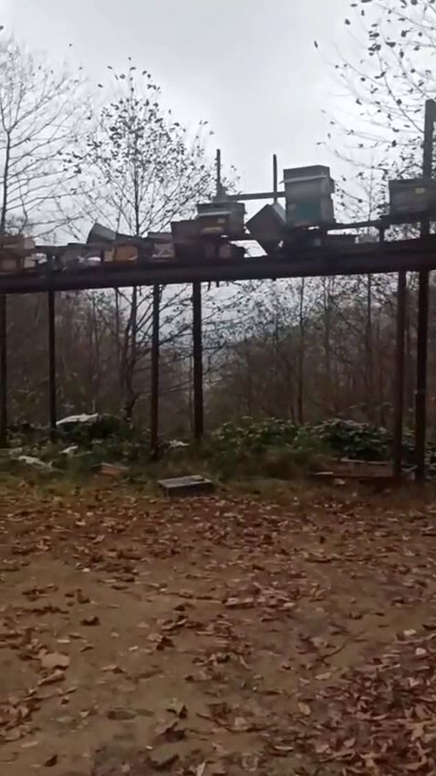 RİZE’DE AYILAR ARICILARIN ALDIĞI ÖNLEMLERİNİ DE AŞARAK YİNE KOVANLARA ZARAR VERDİ