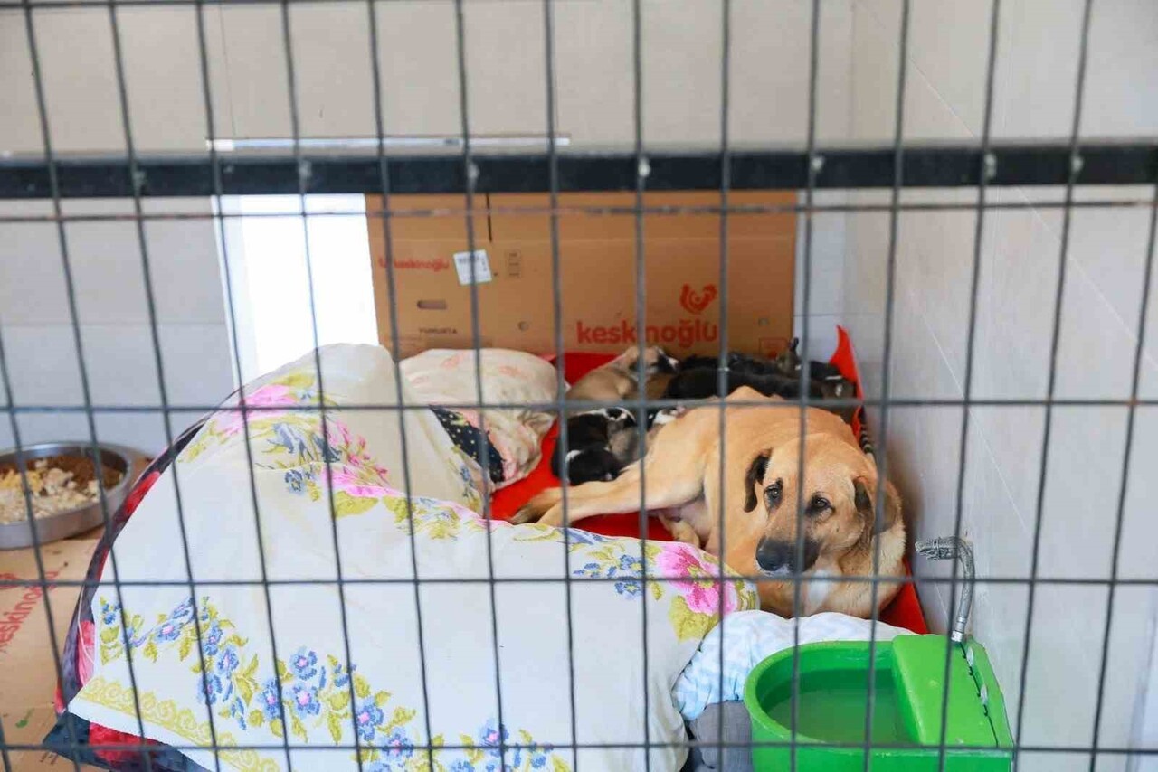 SAHİPSİZ HAYVANLAR BAKIMEVİ