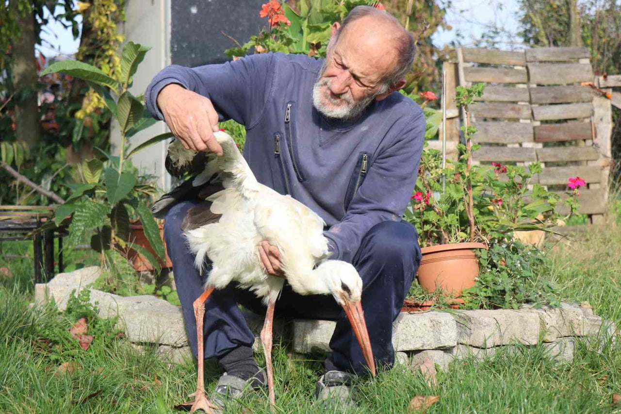 SAKARYA'NIN KOCAALİ İLÇESİNDE ANNESİNİN YUVADAN ATTIĞI LEYLEK, BİR MAHALLE SAKİNİNİN SAHİP...