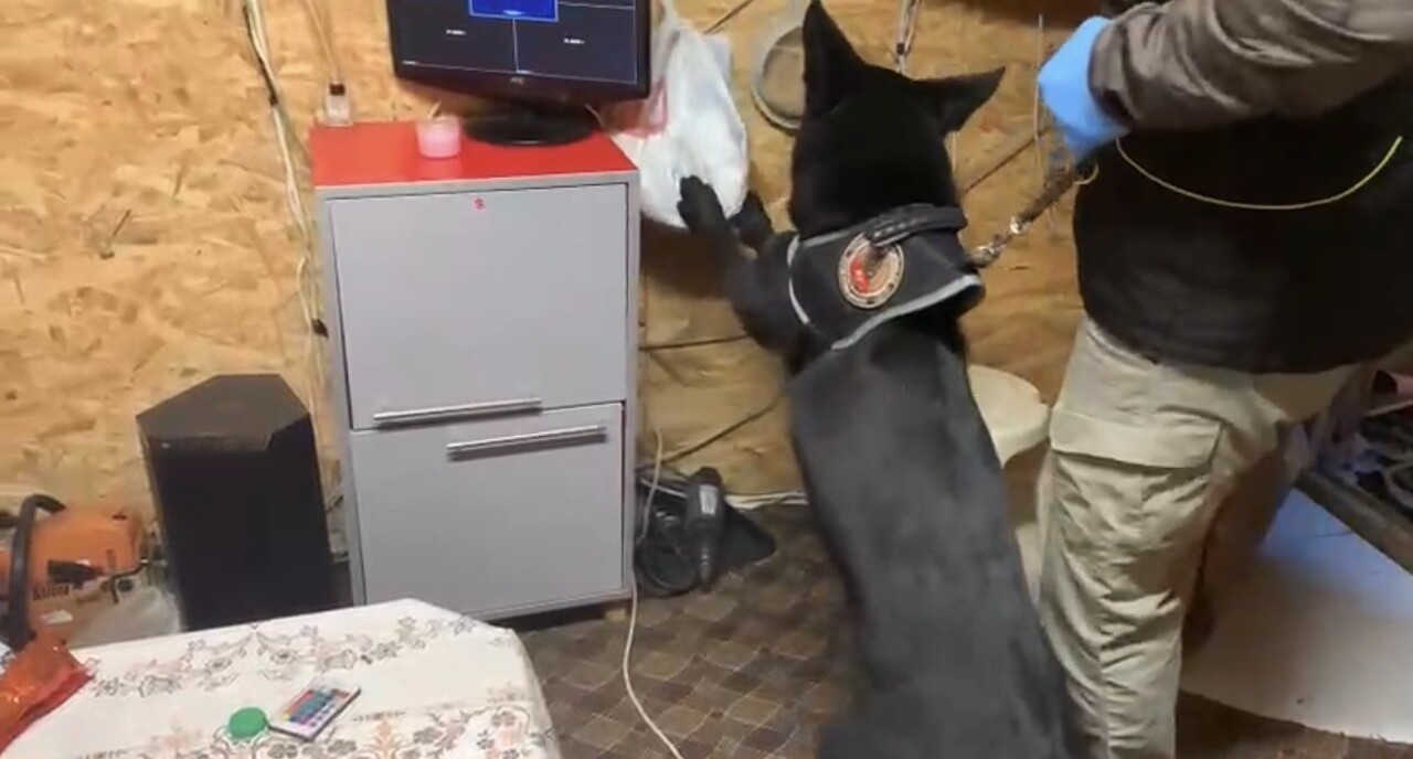 SAMSUN'DA BİR BAĞ EVİNE DÜZENLENEN OPERASYONDA, NARKOTİK KÖPEĞİ TONY'NİN TEPKİ VERDİĞİ BÖLGELERDE...