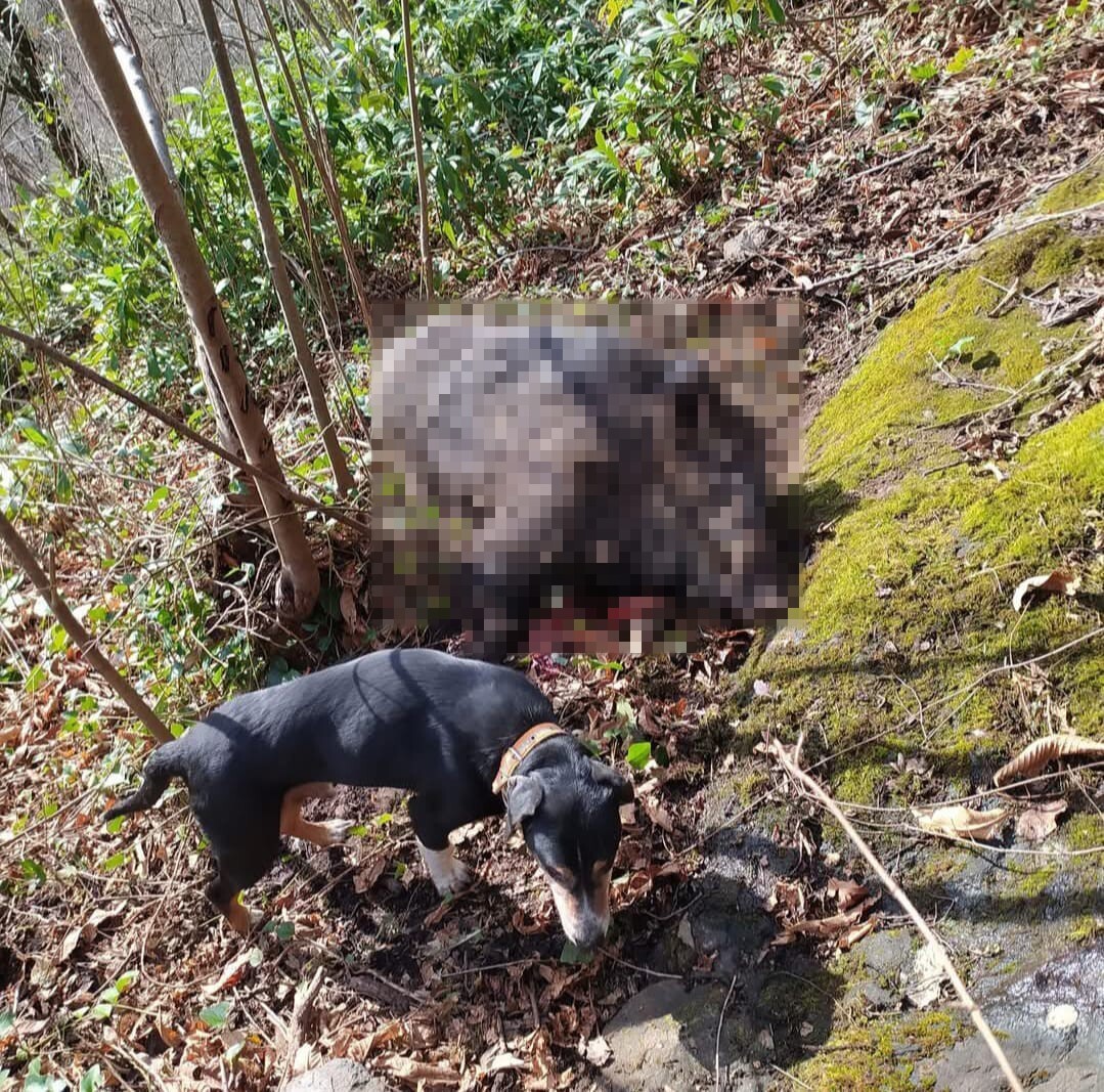 SAMSUN'DA KIRSAL MAHALLELERDE DOMUZ POPÜLASYONUNUN HIZLA ARTMASI ÜZERİNE VATANDAŞLAR AVCILARDAN...