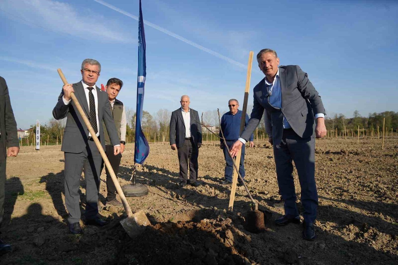 SAMSUN’DA TEKKEKÖY BELEDİYESİ ÖNCÜLÜĞÜNDE 100 DÖNÜMLÜK ARAZİYE İNCİR AĞAÇLARI DİKİLDİ. BEŞ YIL...