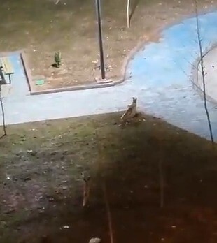 ŞANLIURFA’DA YİYECEK ARAYAN 2 TİLKİ KENT MERKEZİNE İNDİ