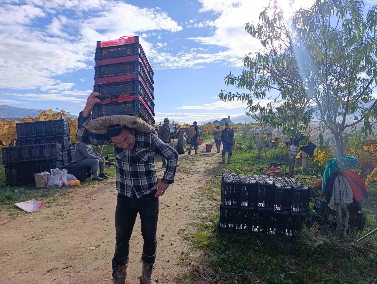 SARIGÖL’DE ÖRTÜ ALTINDA KORUNAN ÜZÜMLER ARALIK AYINDA DA KESİLMEYE DEVAM EDERKEN, ÜRETİCİLER...