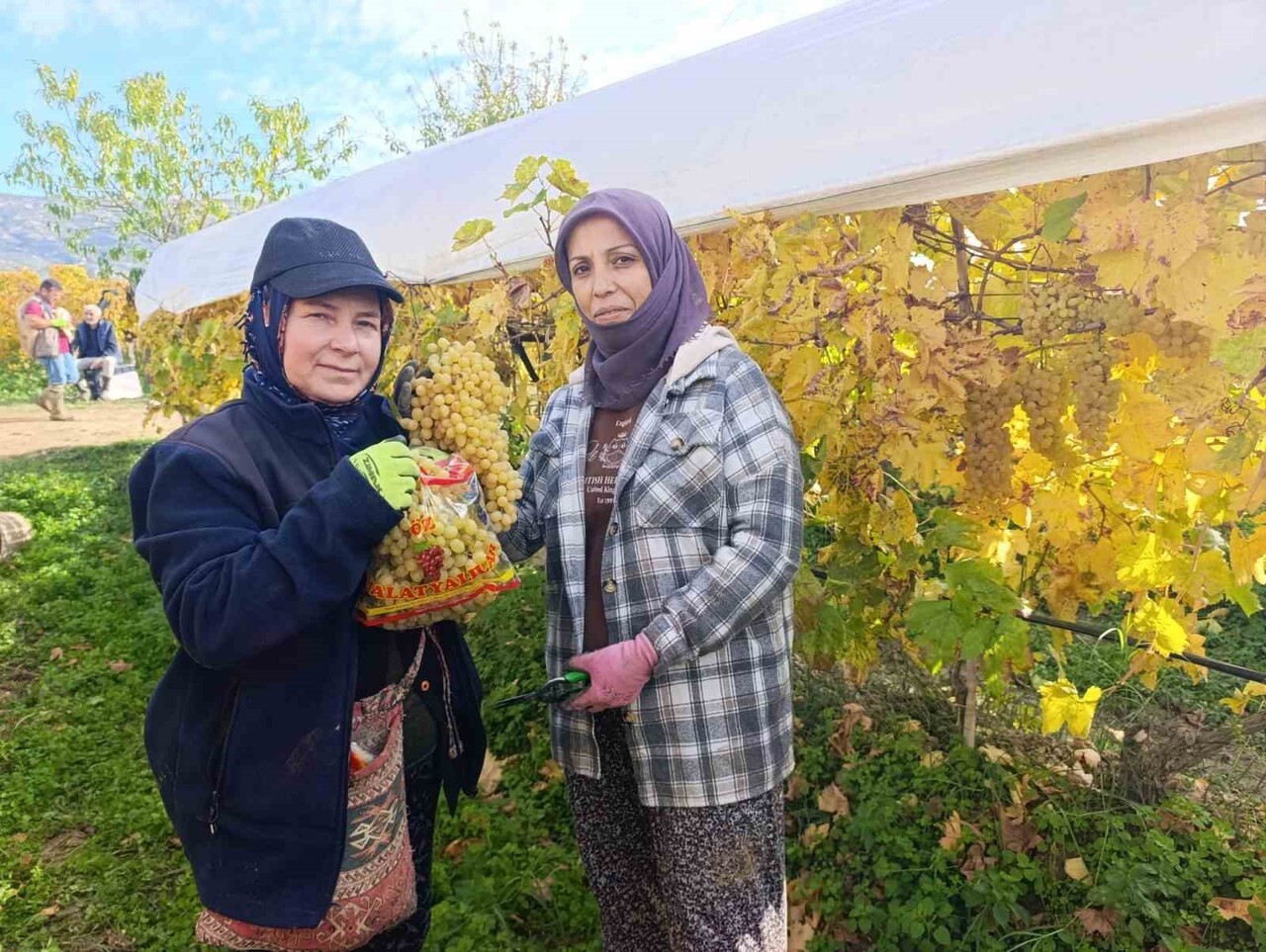 SARIGÖL’DE ÖRTÜ ALTINDA KORUNAN ÜZÜMLER ARALIK AYINDA DA KESİLMEYE DEVAM EDERKEN, ÜRETİCİLER...