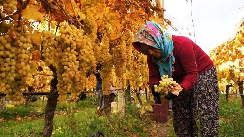 SARIGÖL OVASI’NIN DÜNYACA ÜNLÜ SOFRALIK SULTANİYE ÜZÜMLERİNİN YETİŞTİRİLDİĞİ SARIGÖL VE...