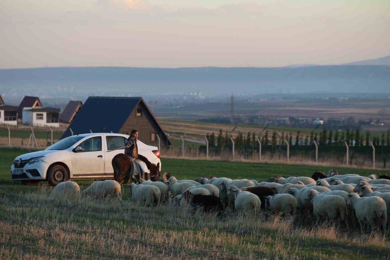 SEVDİĞİ İŞİ YAPAN ALİ ARMAĞAN’IN KIZI 9 YAŞINDAKİ AYŞE YAREN ARMAĞAN DA BABASI GİBİ KOYUNLARI ÇOK...