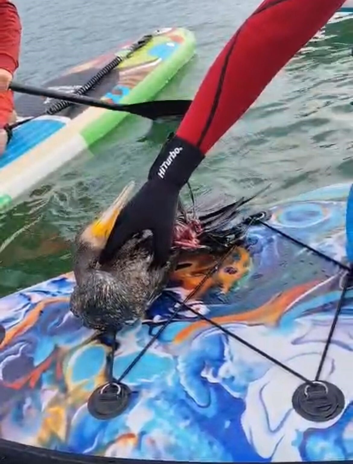 SİİRT’TE KANO VE SUP TOPLULUĞUNUN BOTAN VADİSİ’NDE YARALI BULDUĞU KARABATAK KUŞUNU KURTARMA ÇABASI...