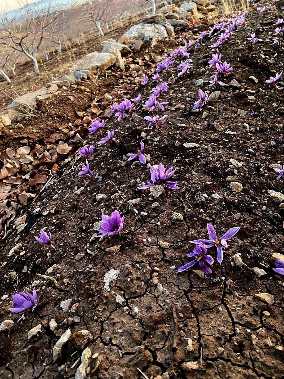 SİİRT’TE TARIMSAL ÜRETİMDE ÇEŞİTLİLİĞİ ARTIRMAYA YÖNELİK KENTTE İLK KEZ SAFRAN BİTKİSİ BAŞARIYLA...