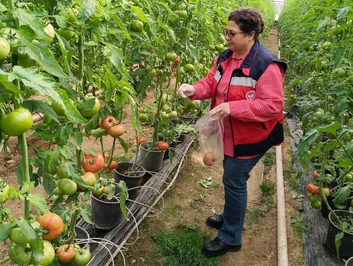 SİMAV'DA SERA ALANLARINDAN DOMATES NUMUNESİ ALIMI