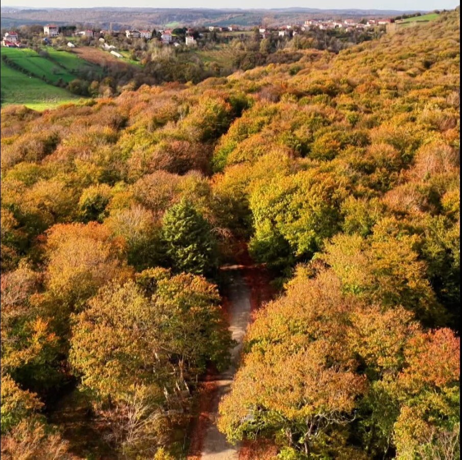 SİNOP'UN MERKEZ İLÇESİ VE İLÇELERİNDE SONBAHAR GÜZELLİĞİ YAŞANMAYA DEVAM EDİYOR.
