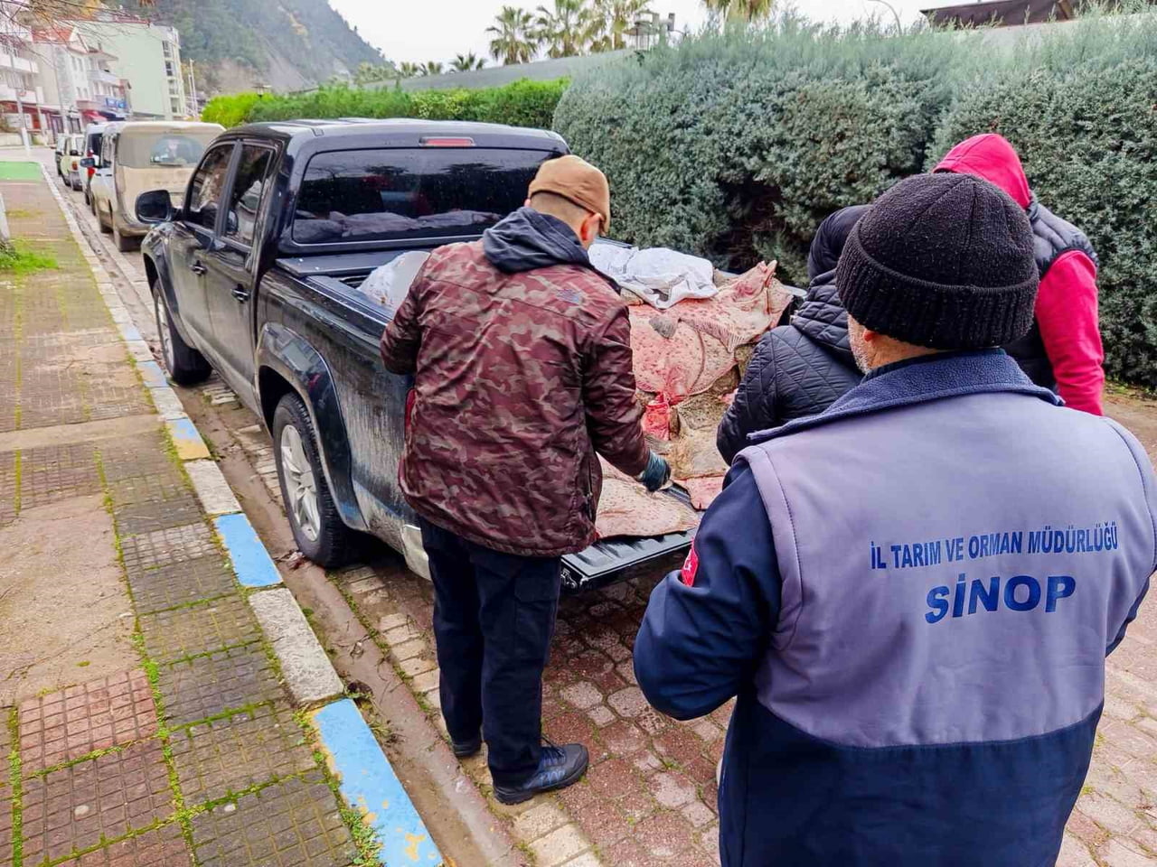 SİNOP’UN AYANCIK İLÇESİNDE YASA DIŞI YOLLARLA AVLANDIĞI BELİRLENEN 625 ADET KALKAN BALIĞI...