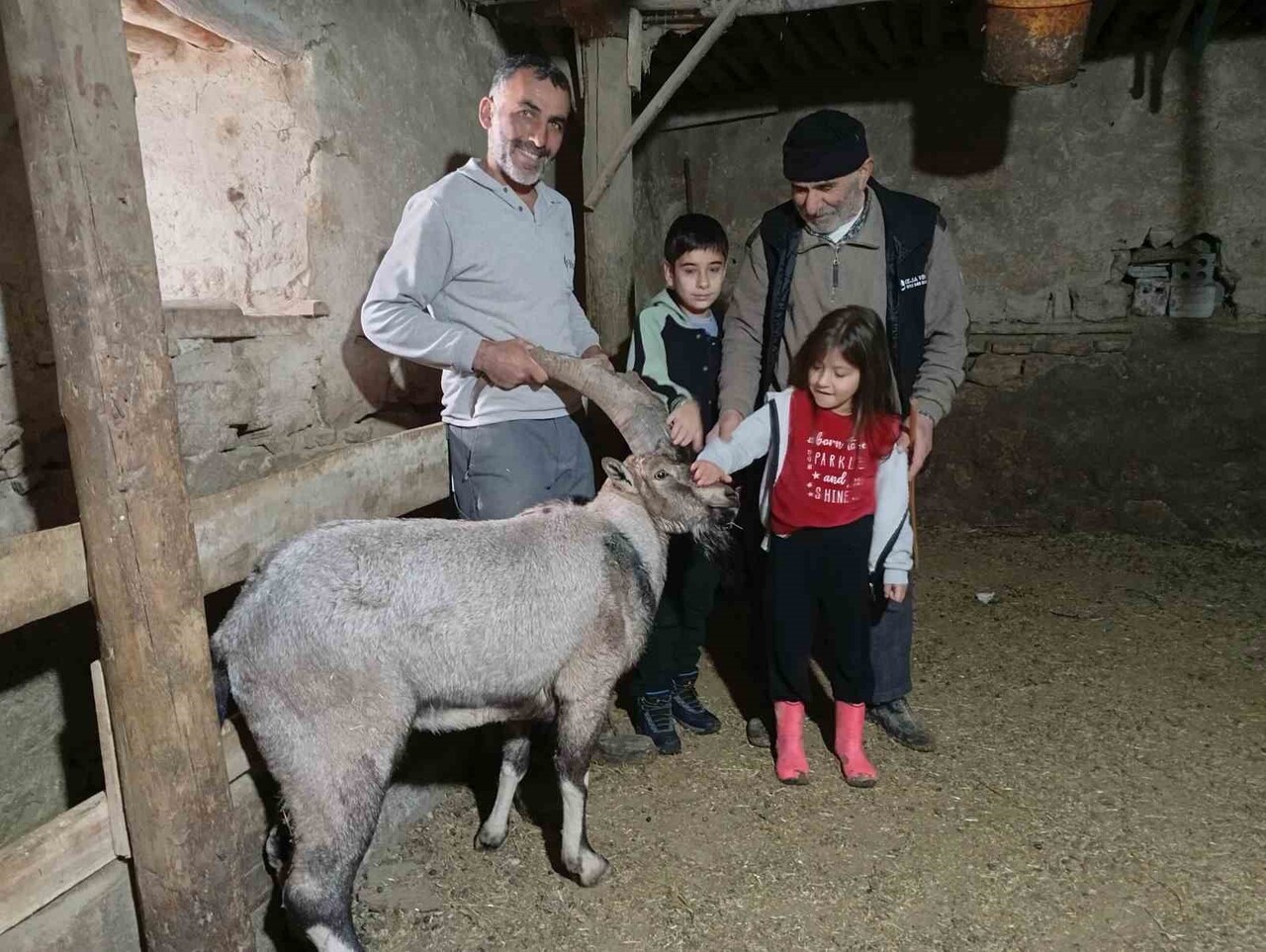SİVAS’IN YAYLADA YARALI HALDE BULUNAN VE KORUMA ALTINA ALINAN DAĞ KEÇİSİ, DOĞA KORUMA VE MİLLİ...