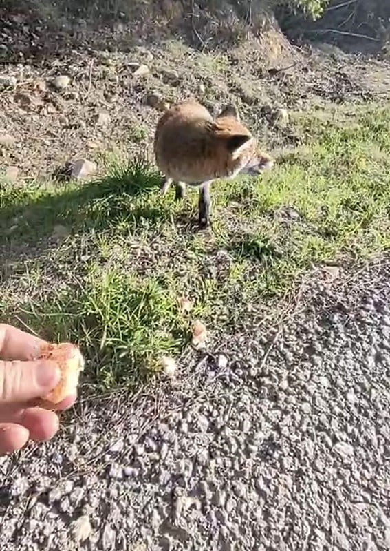TARİHİ GELİBOLU YARIMADASINI GEZEN EKREM NİZAMOĞLU, BÖLGENİN MASKOTU OLAN TİLKİYİ ELİYLE...
