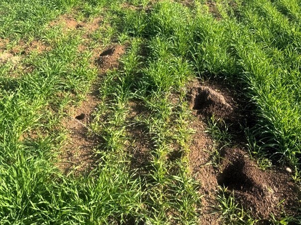 TARIM ARAZİLERİNDE FARE TEHDİDİ.