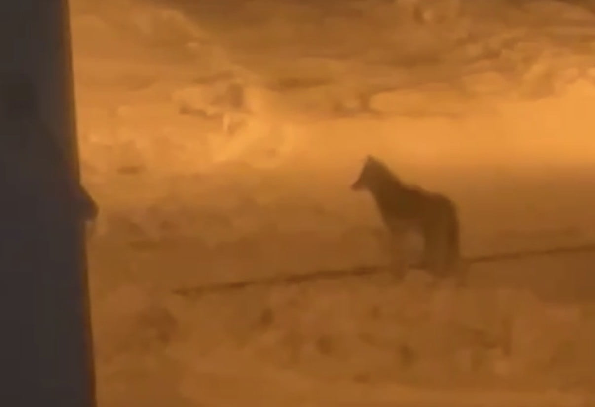 TATVAN’DA KURT ŞEHİR MERKEZİNE İNDİ