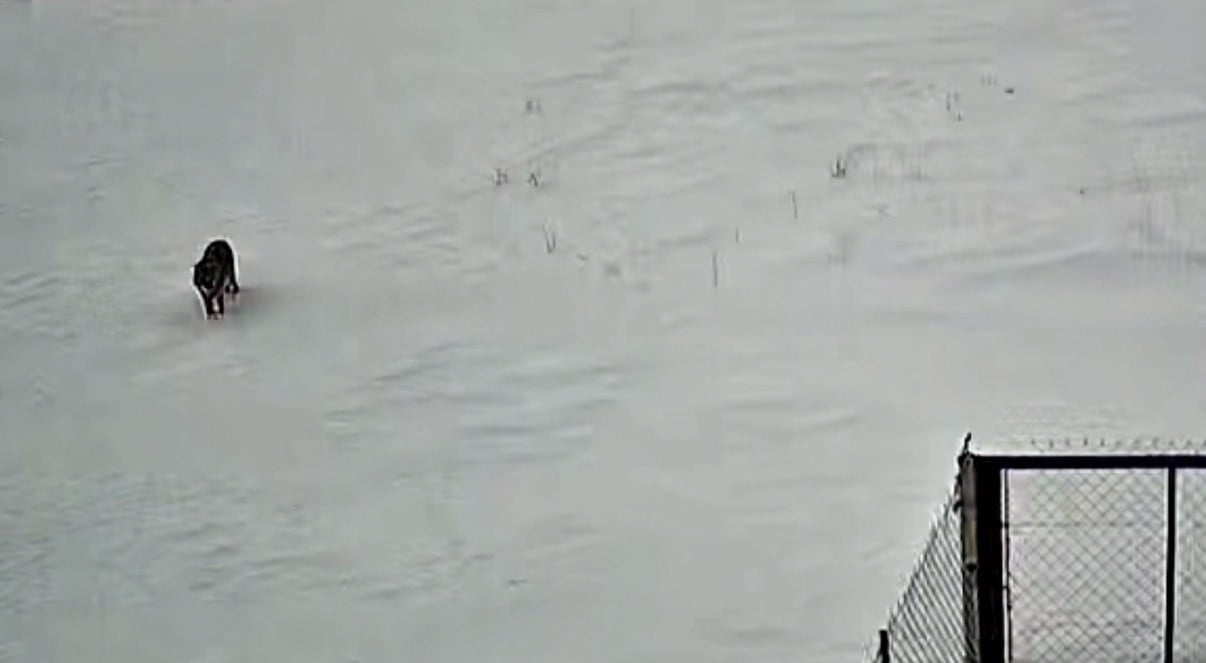 TATVAN’DA SABAH SAATLERİNDE KURT GÖRÜNTÜLENDİ