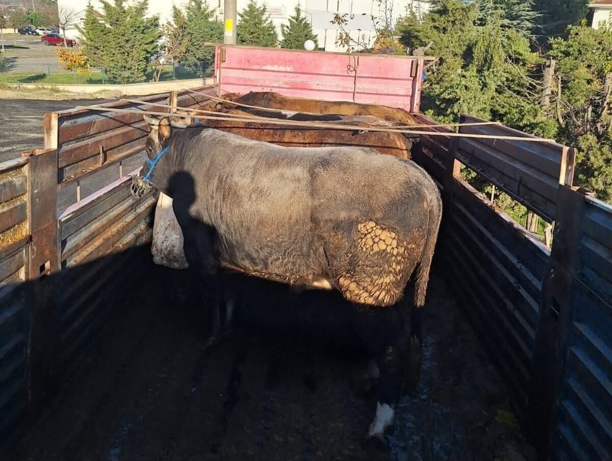 TEKİRDAĞ'IN MARMARAEREĞLİSİ İLÇESİNDE YOL KONTROLÜNDE DURDURULAN BİR NAKİL ARACINDA SEVK RAPORU...