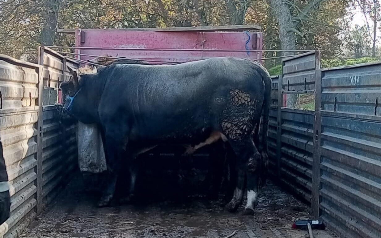 TEKİRDAĞ'IN MARMARAEREĞLİSİ İLÇESİNDE YOL KONTROLÜNDE DURDURULAN BİR NAKİL ARACINDA SEVK RAPORU...