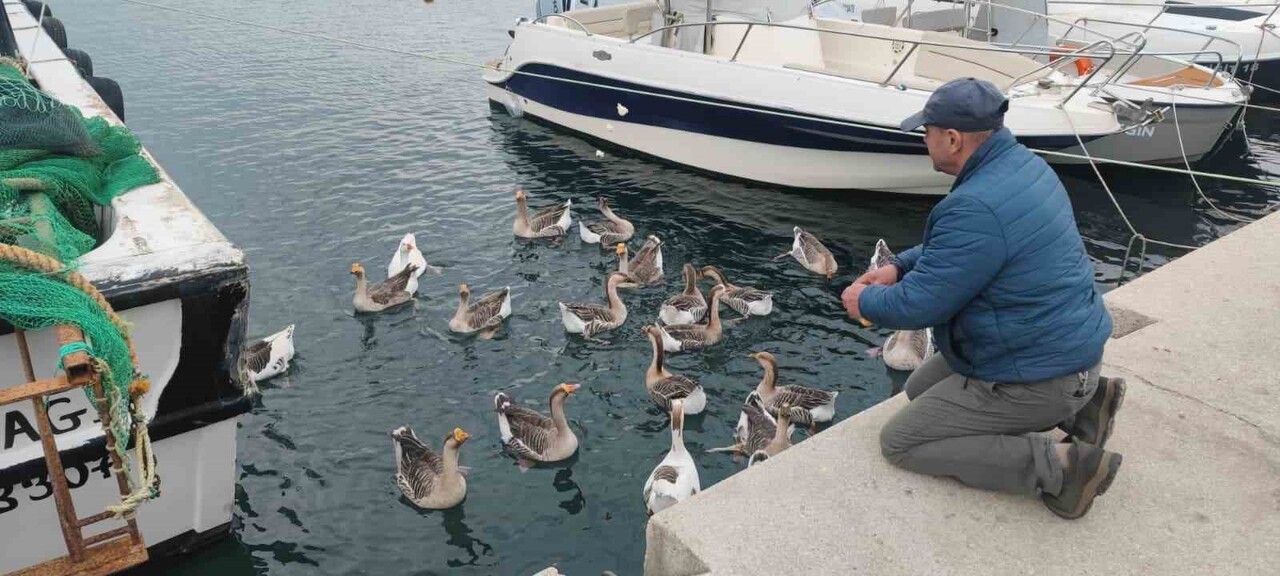 TEKİRDAĞ'IN ŞARKÖY İLÇESİNDE, 3 YIL ÖNCE BALIKÇI LİMANI'NA GELEN VE BURADA YAŞAMAYA BAŞLAYAN...