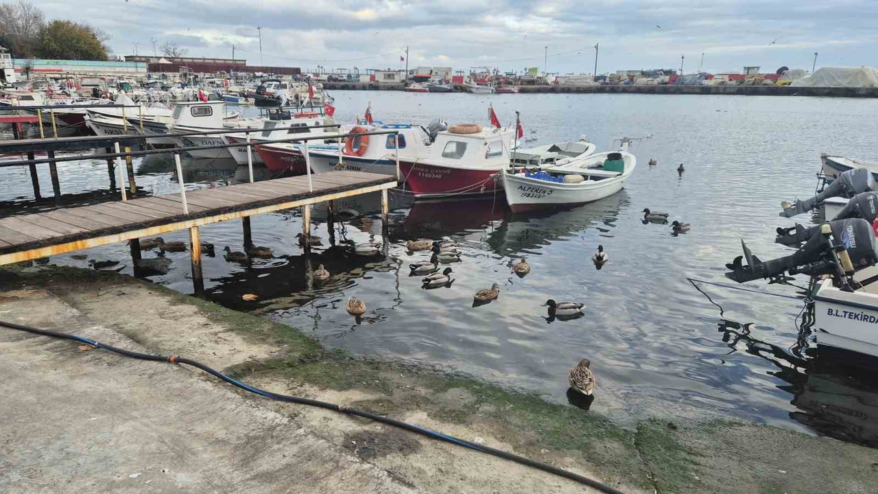 TEKİRDAĞ'IN SÜLEYMANPAŞA İLÇESİNDE SU ÜRÜNLERİ KOOPERATİFİ BAŞKANI İBRAHİM PEHLİVANOĞLU, YILLAR...