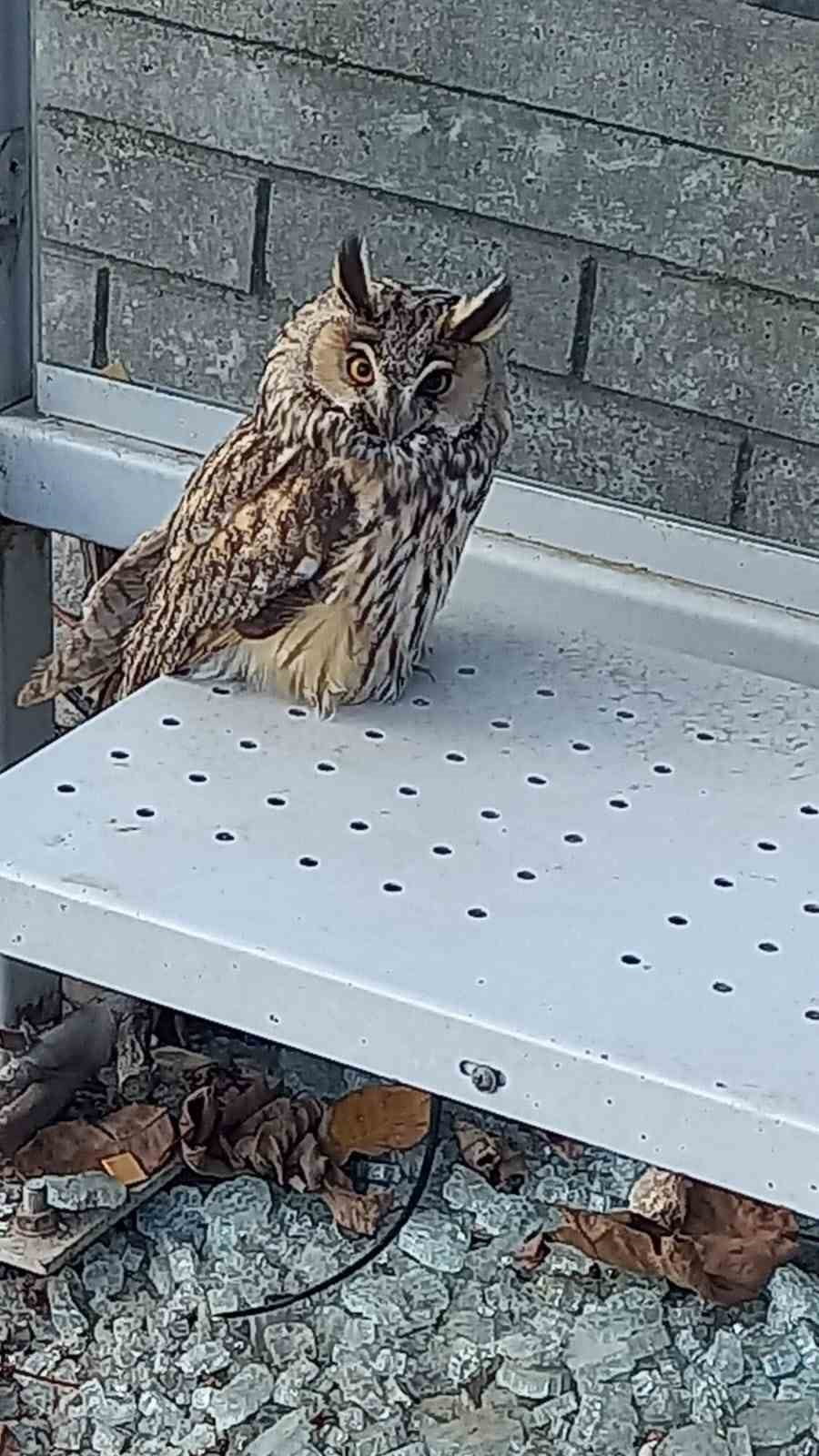 TEKİRDAĞ'IN SÜLEYMANPAŞA İLÇESİNE BAĞLI HUSUNLU MAHALLESİ’NDE VATANDAŞLAR TARAFINDAN BİTKİN VE...