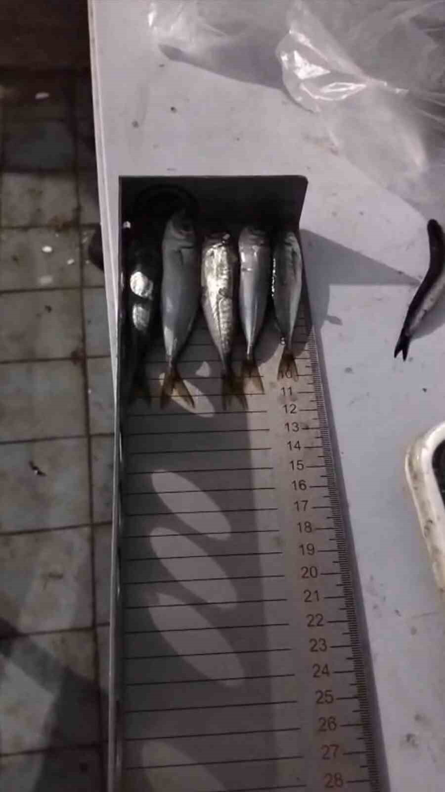 TEKİRDAĞ ÇORLU’DA CİMER İHBARI ÜZERİNE YAPILAN DENETİMDE AVLANABİLİR ASGARİ BOY ÖLÇÜLERİNE AYKIRI...