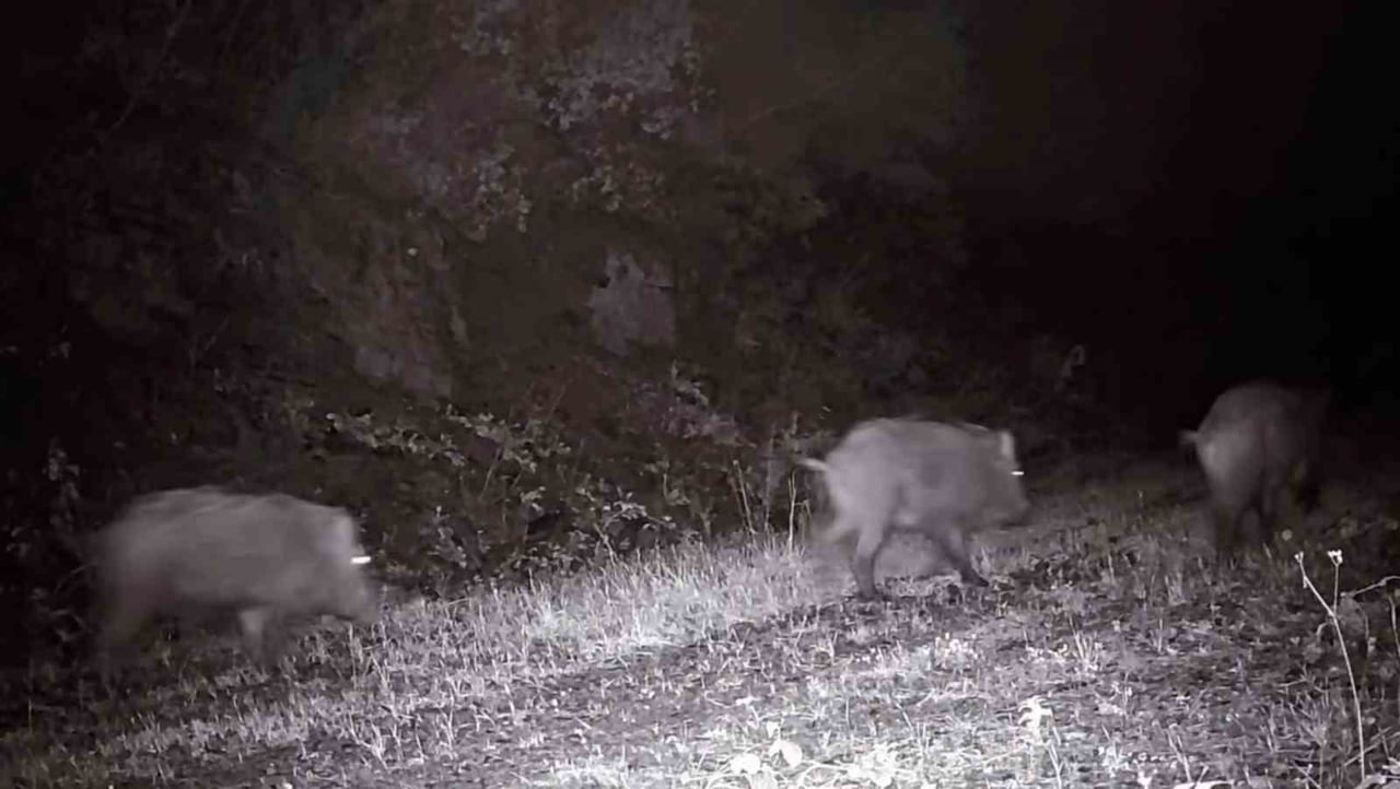TEKİRDAĞ’DA DOĞAYA YERLEŞTİRİLEN FOTOKAPAN KAMERASINA SÜRÜ HALİNDE DOLAŞAN YABAN DOMUZLARI...