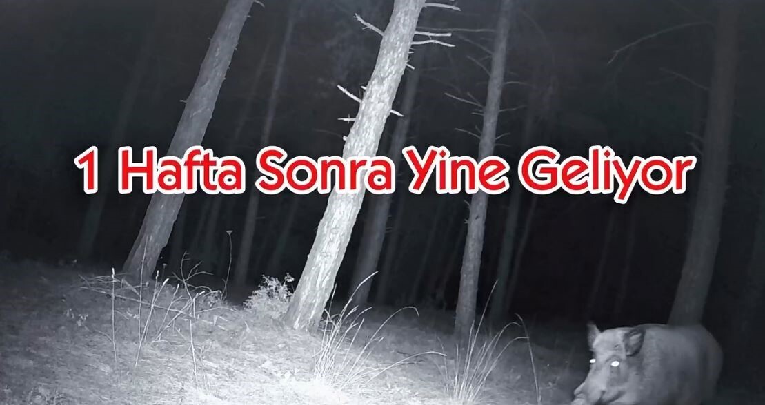 TEKİRDAĞ’DA GANOS DAĞLARI’NDA KURULU BULUNAN BİR FOTOKAPAN KAMERASI, YABAN DOMUZUNUN HEDEFİ OLDU;...