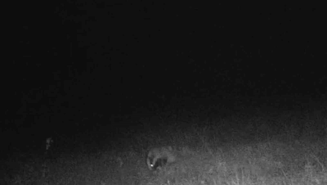 TEKİRDAĞ’DA YABAN HAYATI GÖZLEMLERİ KAPSAMINDA ORMANLIK ALANA KURULAN FOTOKAPANA GECE SAATLERİNDE...