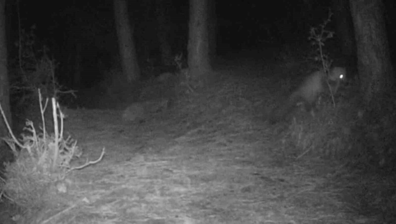 TEKİRDAĞ’DA YABAN HAYATI GÖZLEMLERİ KAPSAMINDA ORMANLIK ALANA KURULAN FOTOKAPANA GECE SAATLERİNDE...