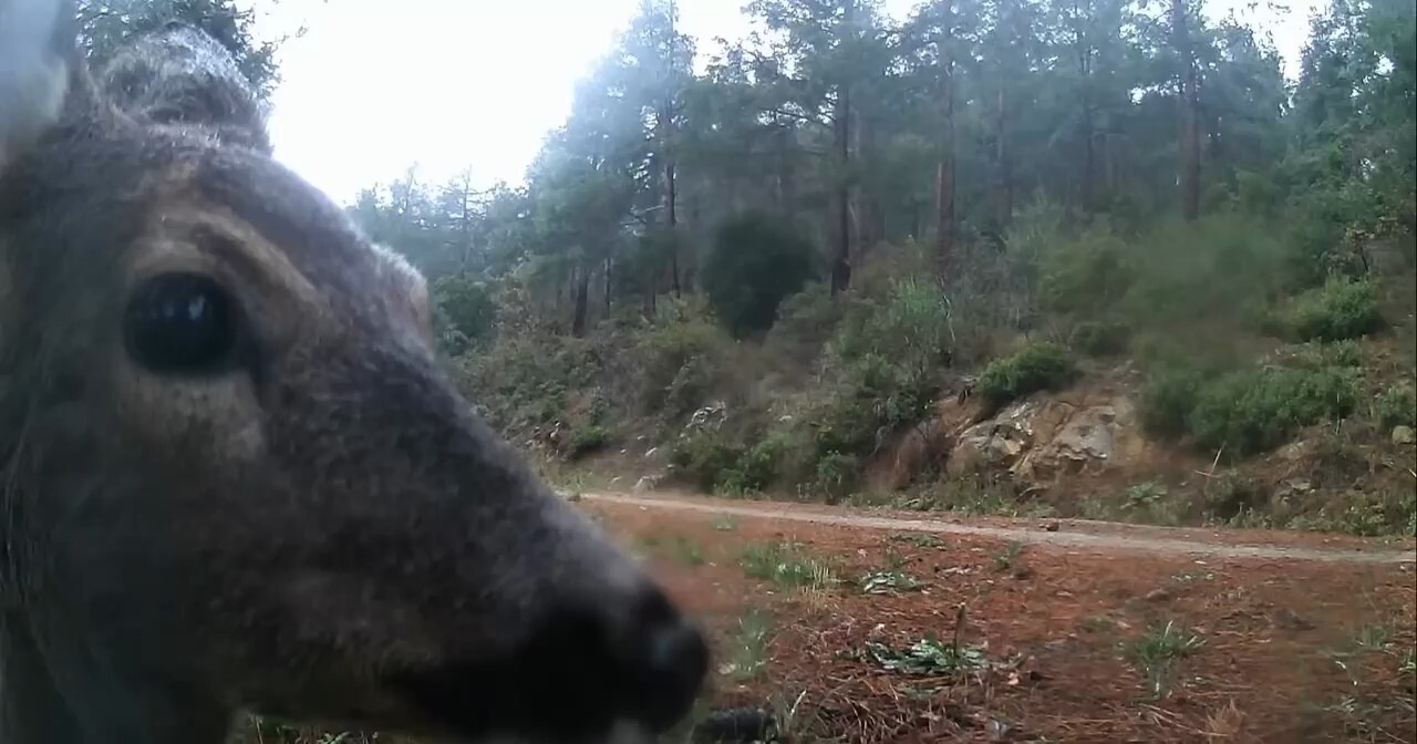 TEKİRDAĞ’IN ŞARKÖY İLÇESİNDE YABAN HAYATINI TAKİP ETMEK İÇİN ORMANLIK ALANA YERLEŞTİRİLEN...