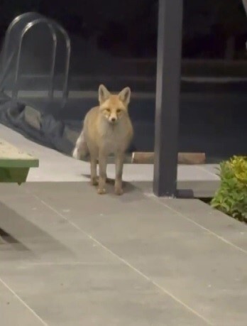 TİLKİ EVİN BAHÇESİNE GİRİP KEDİ MAMALARINI YEDİ