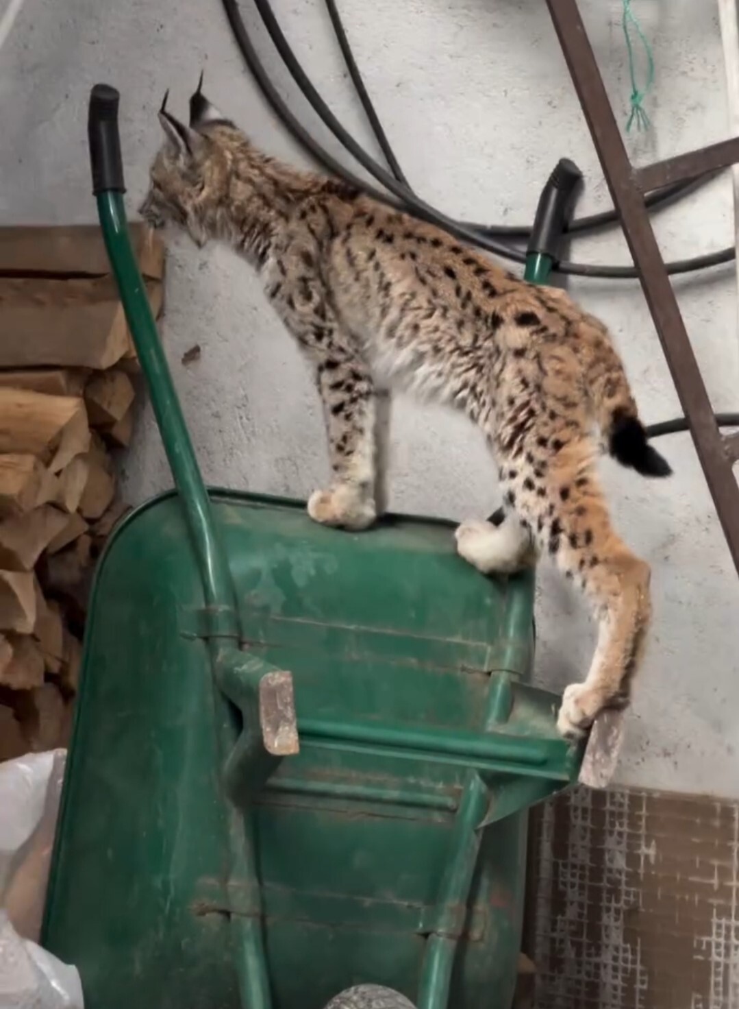 TORUL İLÇE MERKEZİNDE YOLUNU ŞAŞIRAN YAVRULUKTAN ÇIKMIŞ GENÇ BİR VAŞAK, BİR EVİN ÖNÜNE KADAR...
