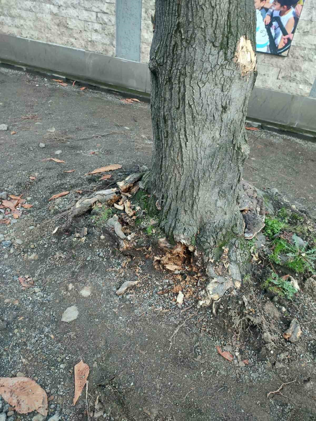 TRABZON BÜYÜKŞEHİR BELEDİYESİ, ORTAHİSAR İLÇESİ GÜLBAHARHATUN MAHALLESİ’NDE YÜRÜTÜLEN KALDIRIM...