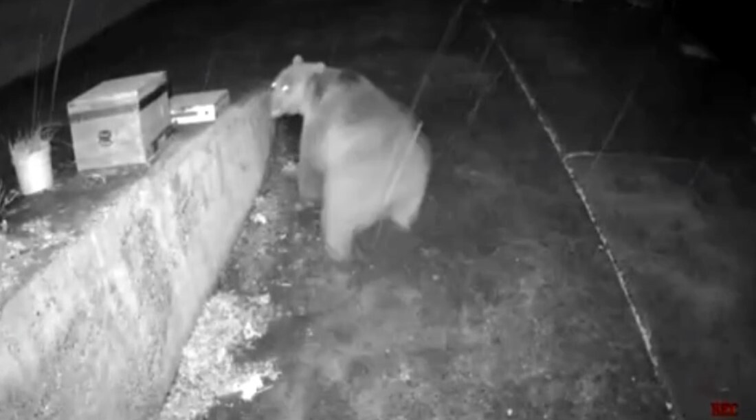 TRABZON’UN ÇAYKARA İLÇESİNE BAĞLI YEŞİLALAN MAHALLESİ SINIRLARI BULUNAN KAMA YAYLASI’NDA, KIŞ...