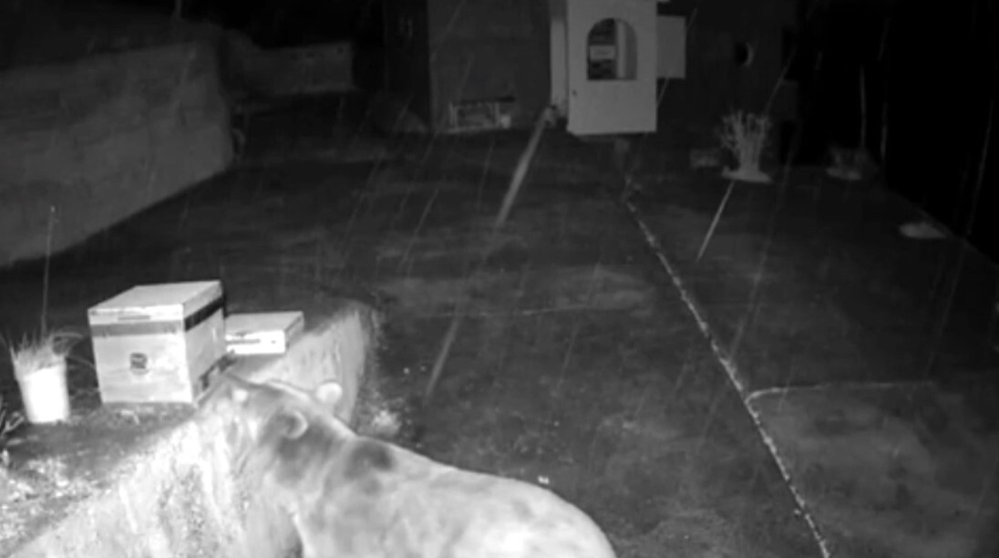 TRABZON’UN ÇAYKARA İLÇESİNE BAĞLI YEŞİLALAN MAHALLESİ SINIRLARI BULUNAN KAMA YAYLASI’NDA, KIŞ...