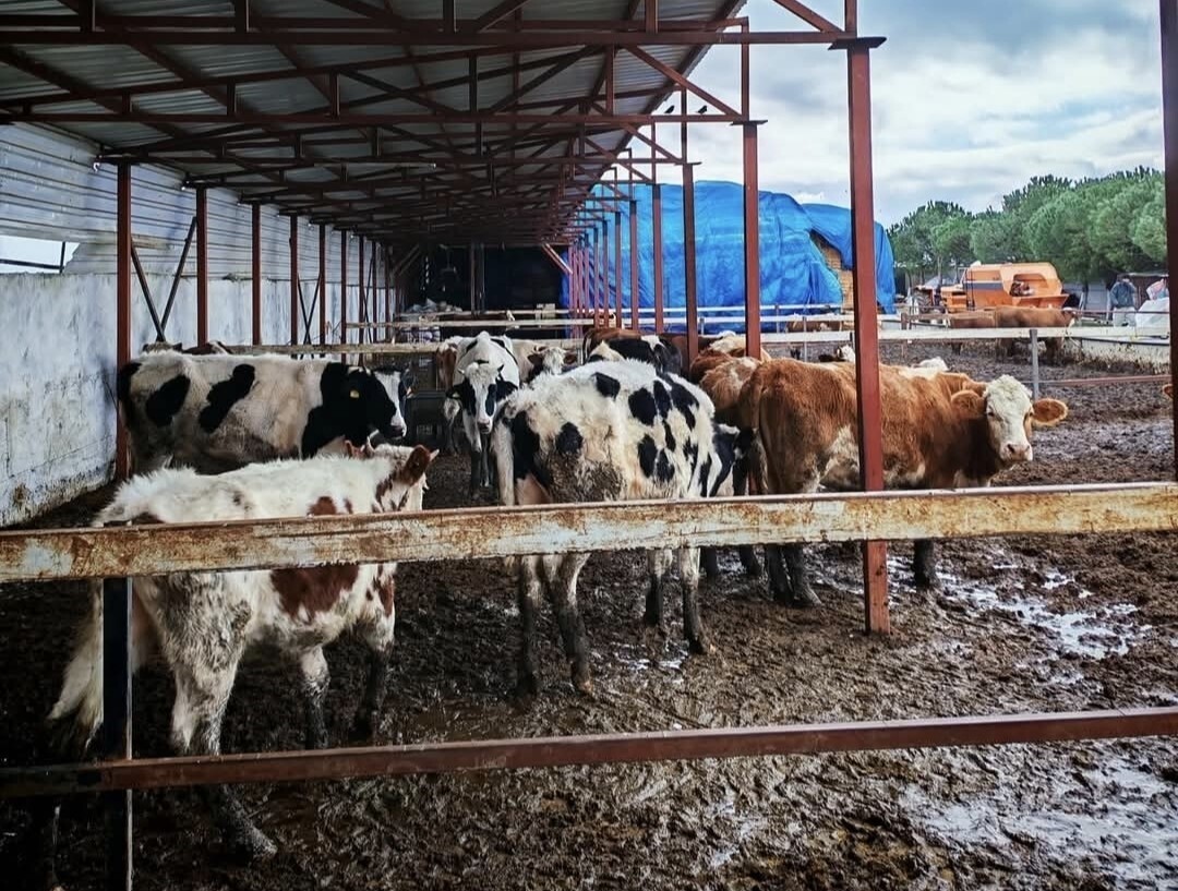 TRAKYA'NIN HASTALIKTAN ARİLİK STATÜSÜNÜN KORUNMASI AMACIYLA, MARMARAEREĞLİSİ İLÇESİNE BAĞLI...