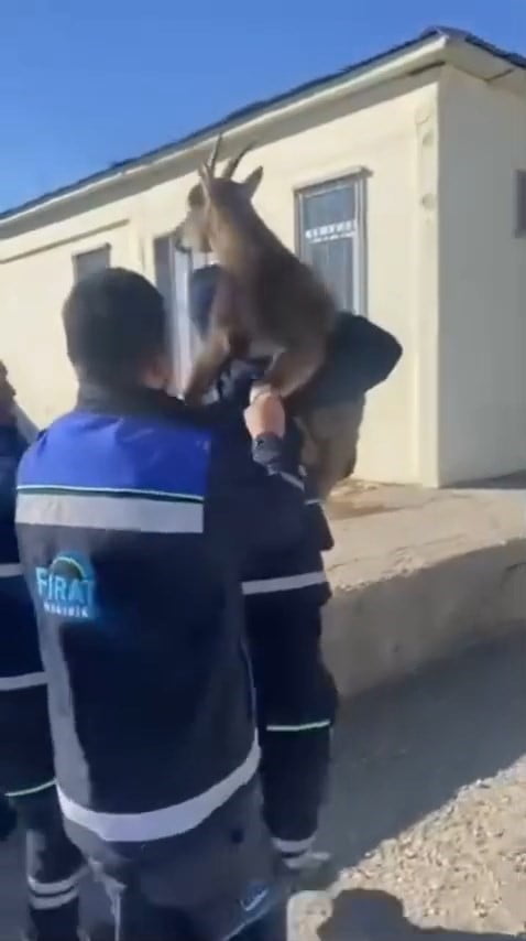 TUNCELİ’NİN MAZGİRT İLÇESİNDE BAHÇE ÇİTİNE TAKILAN YABAN KEÇİSİNİ FIRAT ELEKTRİK DAĞITIM A.Ş....