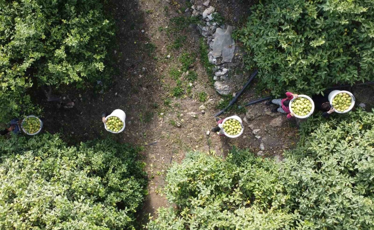TÜRKİYE'DE BİNLERCE AİLEYE EKMEK KAPISI OLAN LİMONUN BAŞKENTİ OLARAK BİLİNEN MERSİN'İN ERDEMLİ...