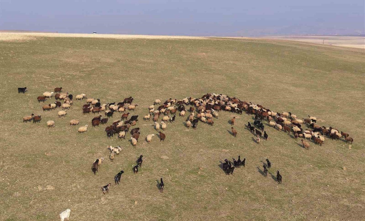 TÜRKİYE'NİN ÖNEMLİ KÜÇÜKBAŞ HAYVAN YETİŞTİRİCİLİĞİ MERKEZLERİNDEN BİRİ OLAN MUŞ'TA, ARALIK AYINDA...