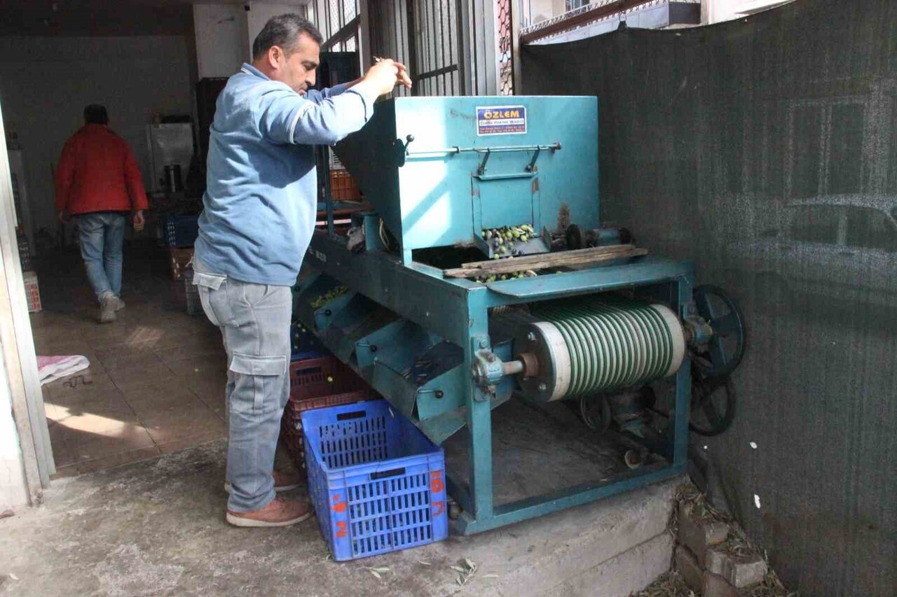 TÜRKİYE'NİN ÖNEMLİ ZEYTİN ÜRETİM MERKEZLERİNDEN OLAN AYDIN'DA HASAT TÜM HIZIYLA SÜRERKEN, ZEYTİN...